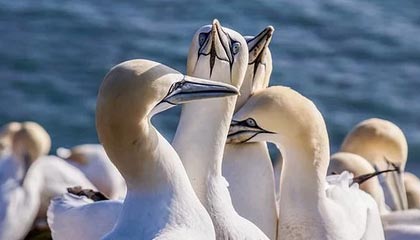 屡禁不止，西班牙人球迷朝场内扔水瓶击中赫罗纳门将加萨尼加