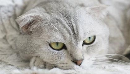 星空体育-提前两轮为淘汰赛进行轮换 国安队从未如此轻松过