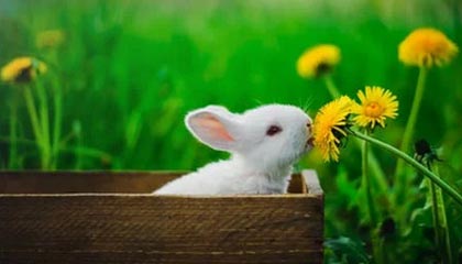 星空体育官网下载入口-亚冠出局结束2020赛季 来年满状态的申花值得期待